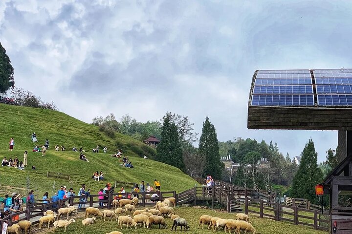Sun Moon Lake & Cingjing Farm Day Tour from Taichung with Cruise