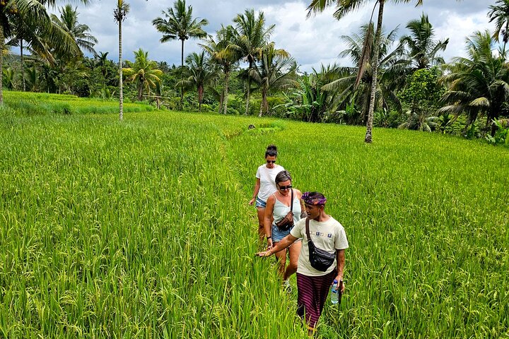 Lombok Private Trip: 4 Waterfalls, Rice Fields & Jungle Trek