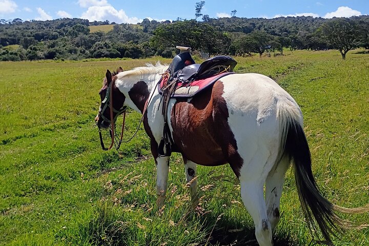 Andes Mountains Horseback Riding - Half Day