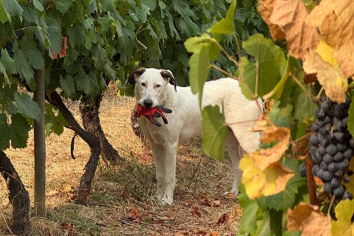 Wine Tasting at Quinta dos Novais in Douro Valley