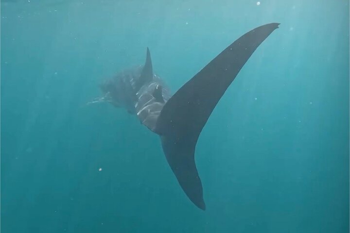 Swim with the whale shark in La Paz, Mexico