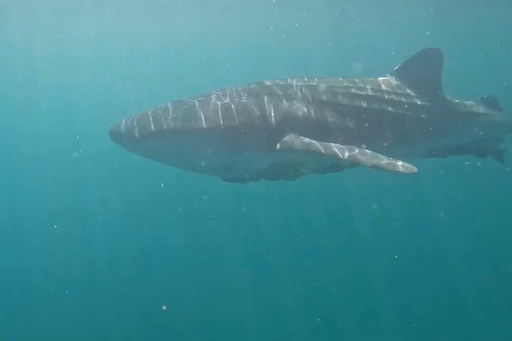 Swim with the whale shark in La Paz, Mexico