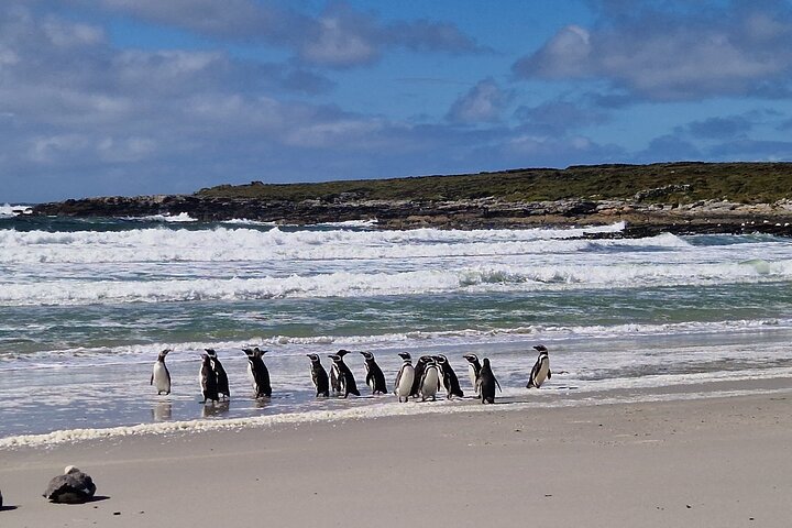 Private Falklands Guided Eco Nature Tour