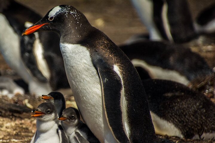 Private Falklands Guided Eco Nature Tour
