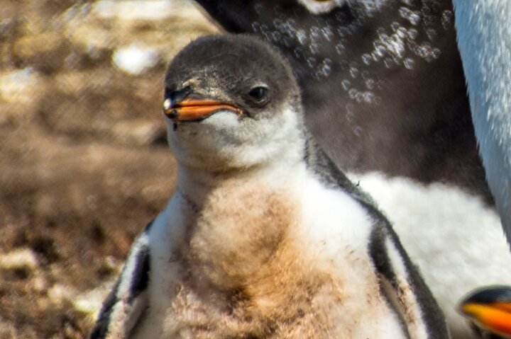 Private Falklands Guided Eco Nature Tour