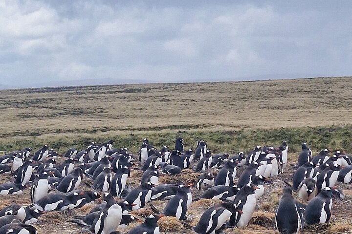 Private Falklands Guided Eco Nature Tour