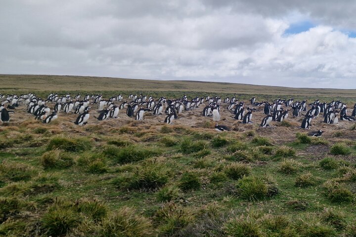 Private Falklands Guided Eco Nature Tour