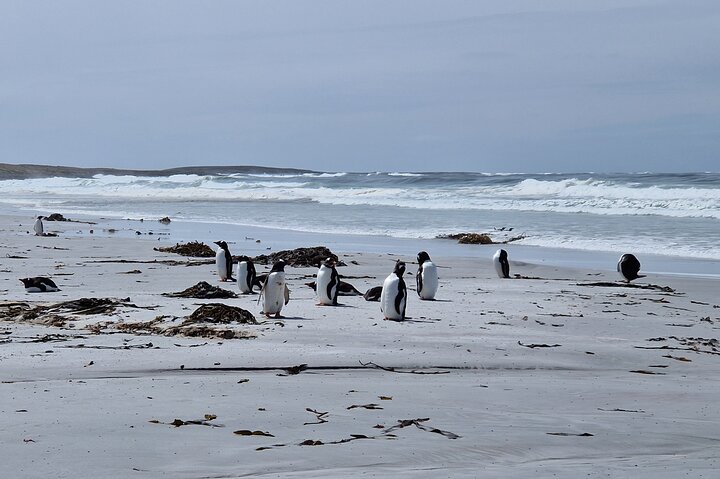Private Falklands Guided Eco Nature Tour