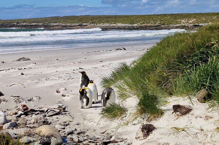 Private Falklands Guided Eco Nature Tour