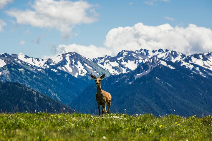 Olympic Two Day Private Tour and Hike