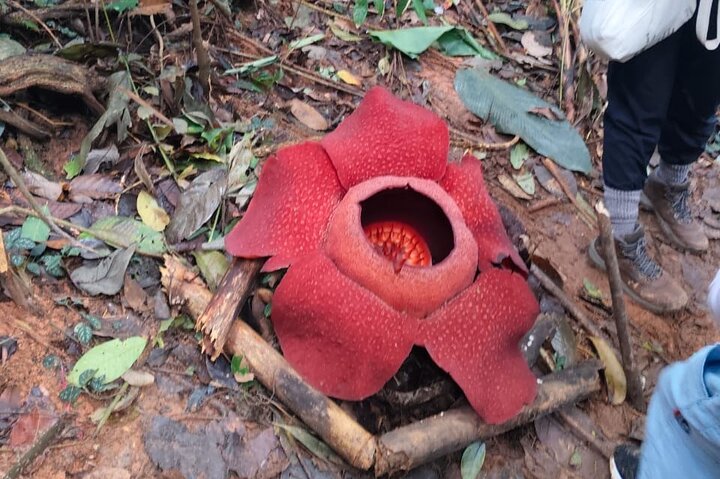 Cameron Highlands: Nature's Wonder Amazing Rafflesia Explorer