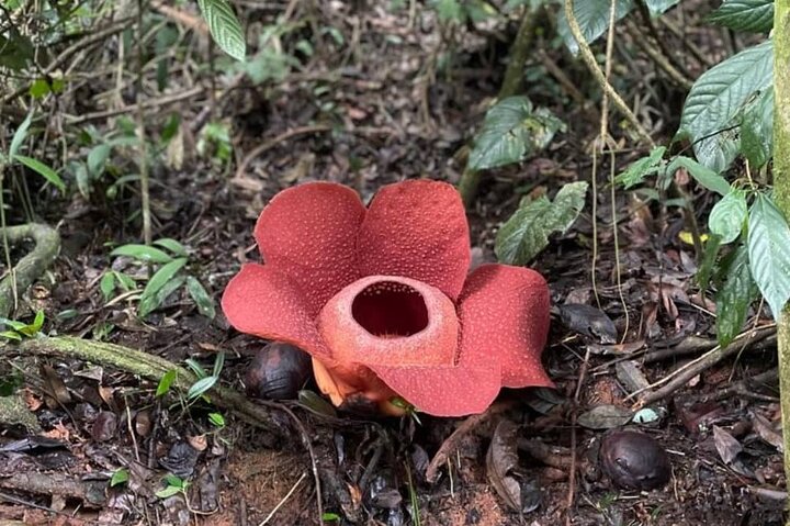 Cameron Highlands: Nature's Wonder Amazing Rafflesia Explorer
