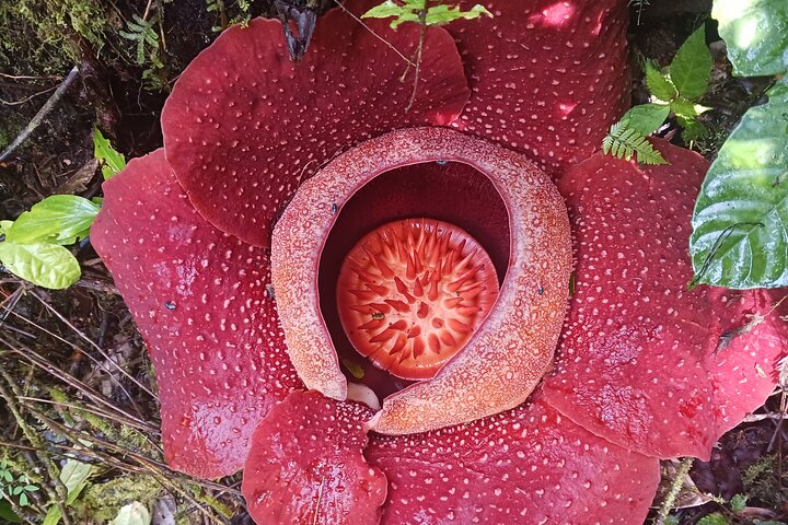 Cameron Highlands: Nature's Wonder Amazing Rafflesia Explorer