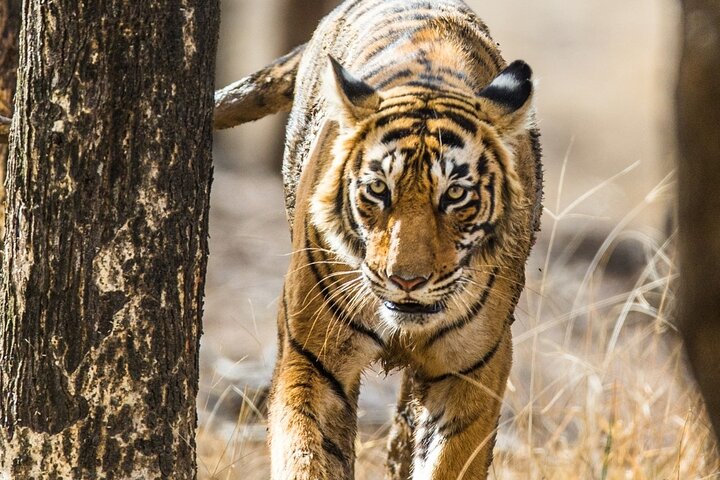 Tiger Safari-Ranthambore National Park