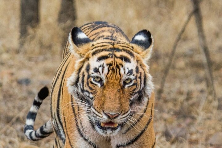 Tiger Safari-Ranthambore National Park
