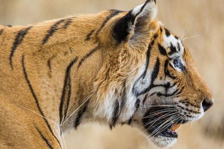 Tiger Safari-Ranthambore National Park