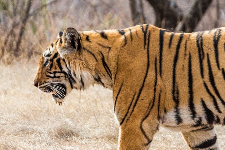 Tiger Safari-Ranthambore National Park