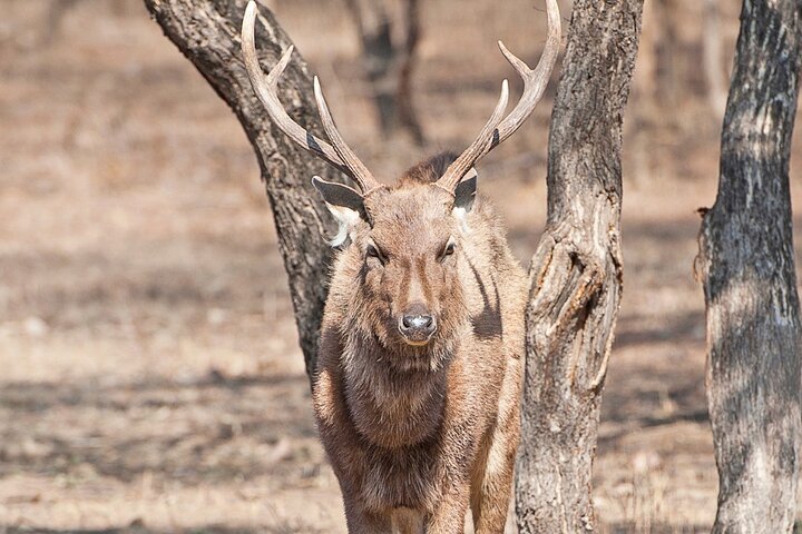 Tiger Safari-Ranthambore National Park