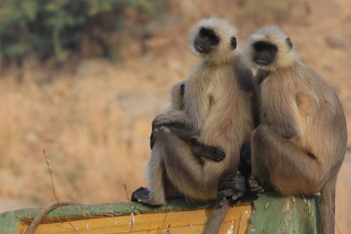 Tiger Safari-Ranthambore National Park