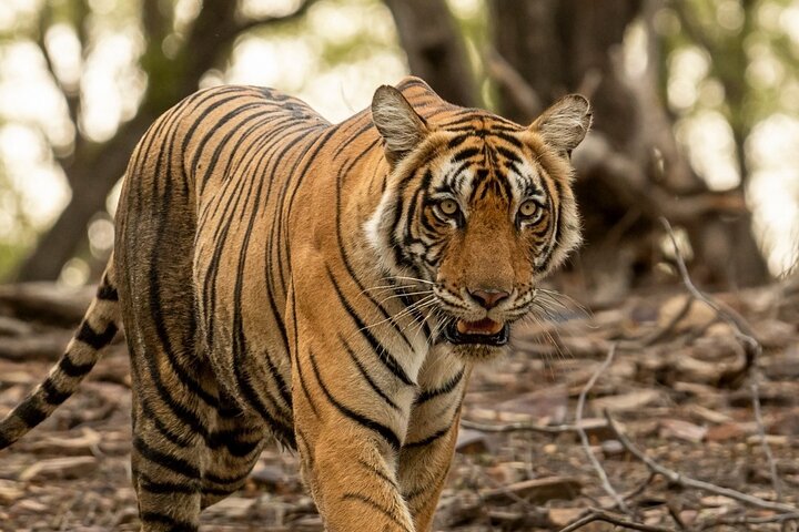 Tiger Safari-Ranthambore National Park
