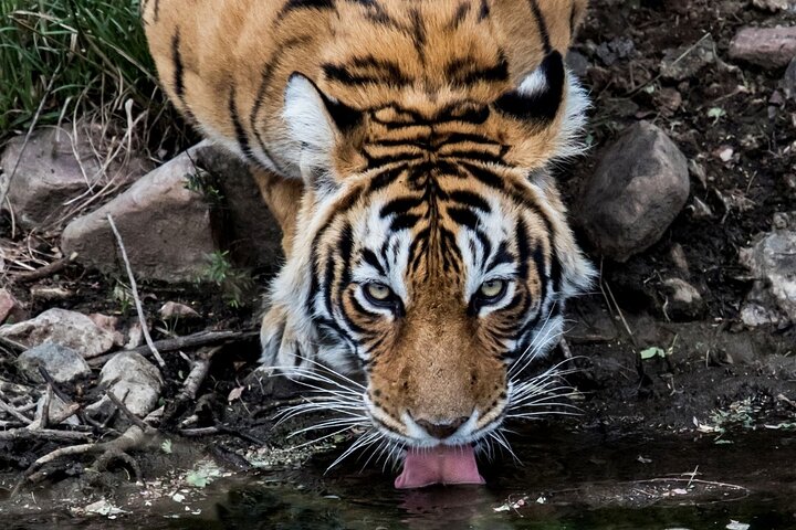 Tiger Safari-Ranthambore National Park