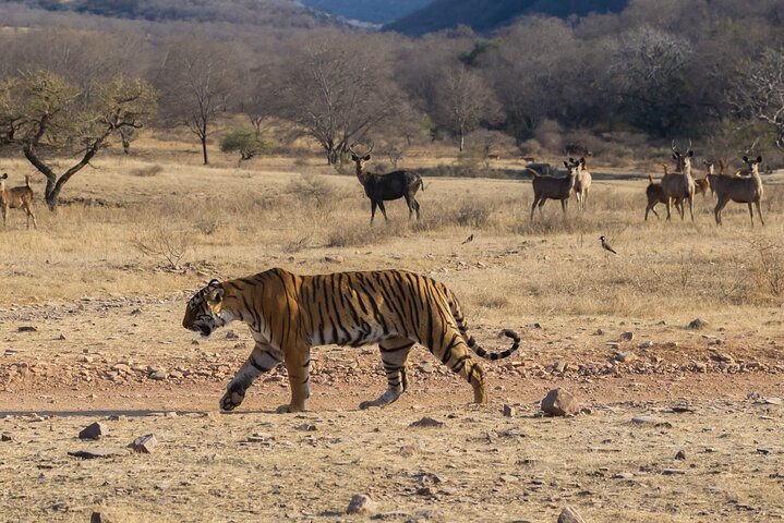 Tiger Safari-Ranthambore National Park