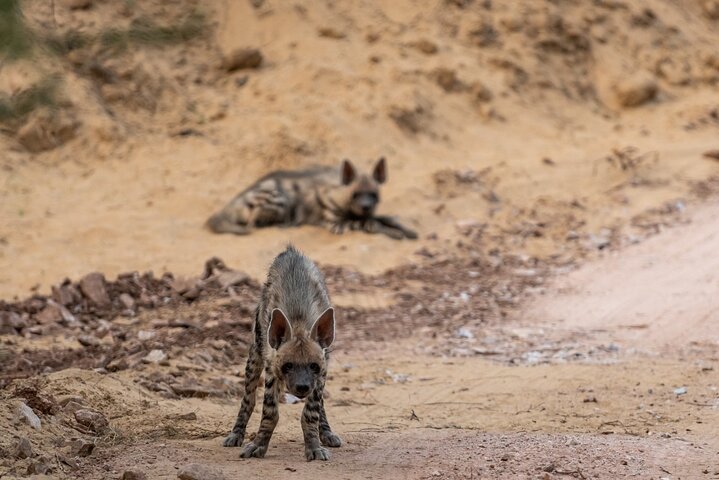 Tiger Safari-Ranthambore National Park