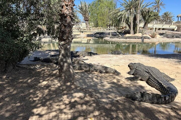 Crocodile Farm and Cultural Museums Experience in Djerba