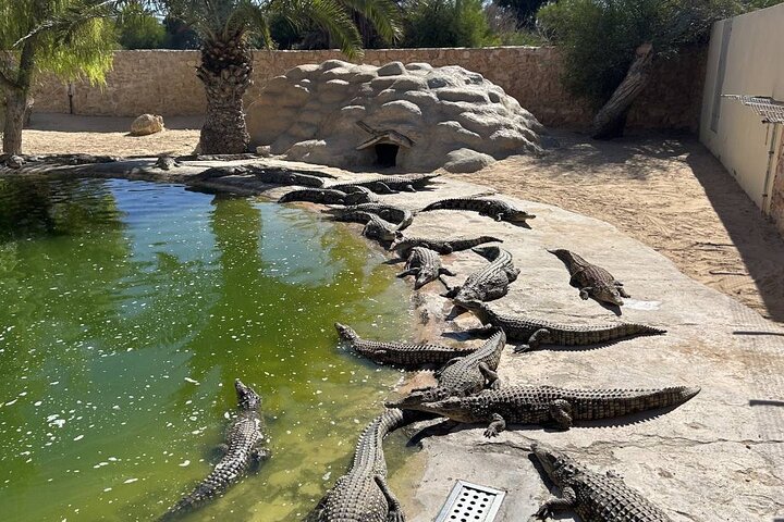 Crocodile Farm and Cultural Museums Experience in Djerba