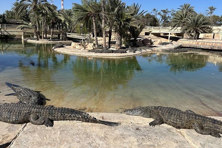 Crocodile Farm and Cultural Museums Experience in Djerba