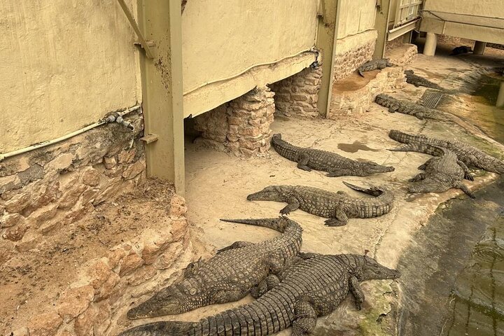 Crocodile Farm and Cultural Museums Experience in Djerba