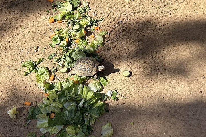 Crocodile Farm and Cultural Museums Experience in Djerba