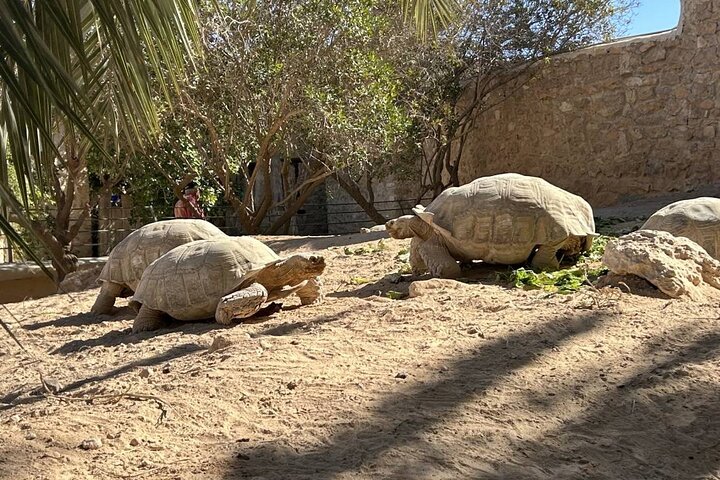 Crocodile Farm and Cultural Museums Experience in Djerba