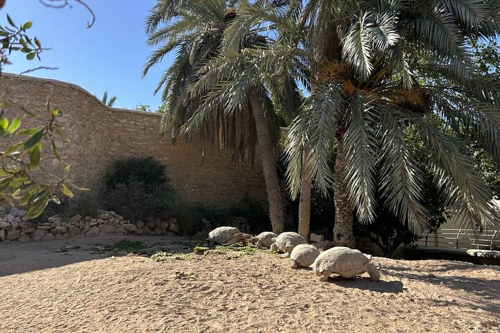 Crocodile Farm and Cultural Museums Experience in Djerba