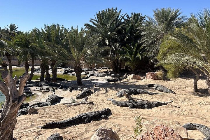Crocodile Farm and Cultural Museums Experience in Djerba
