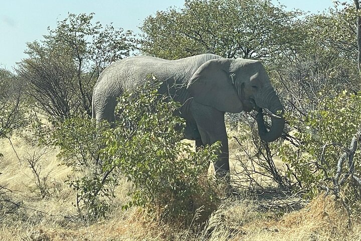 3 Days Etosha National Park Safaris
