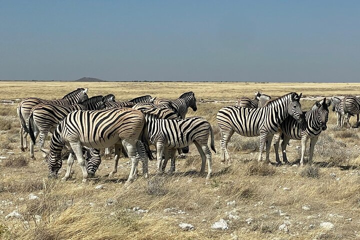 3 Days Etosha National Park Safaris