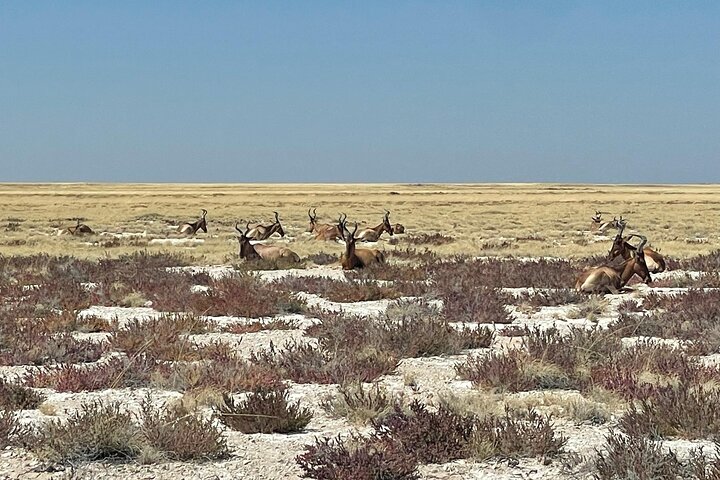 3 Days Etosha National Park Safaris