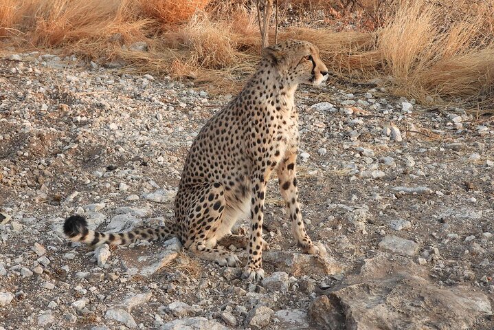 3 Days Etosha National Park Safaris