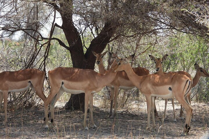 3 Days Etosha National Park Safaris