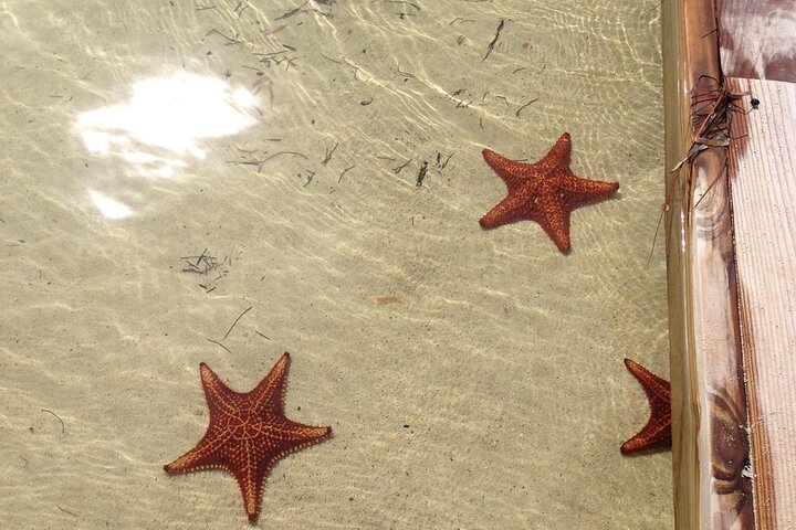 Grand Cayman - Bioluminescent Bay Tour