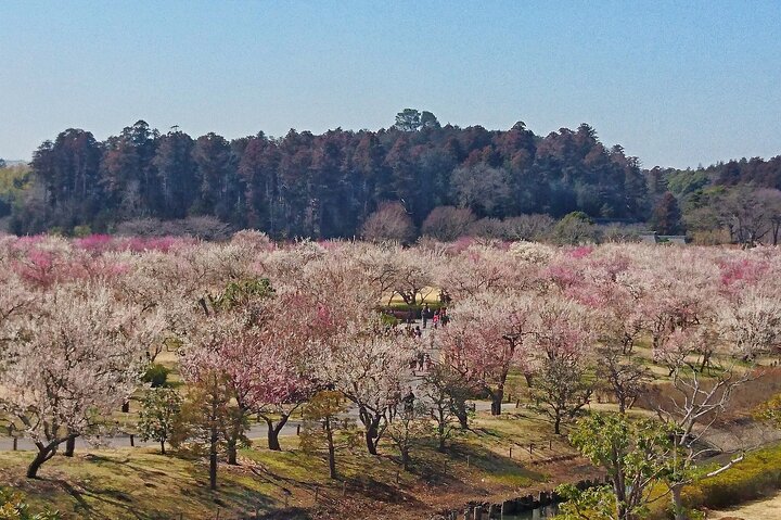 Ibaraki: Kairakuen, One of Japan’s Three Great Gardens