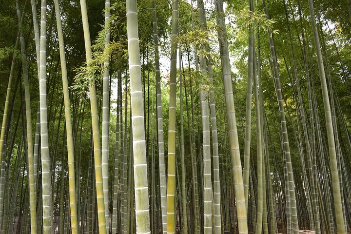Ibaraki: Kairakuen, One of Japan’s Three Great Gardens