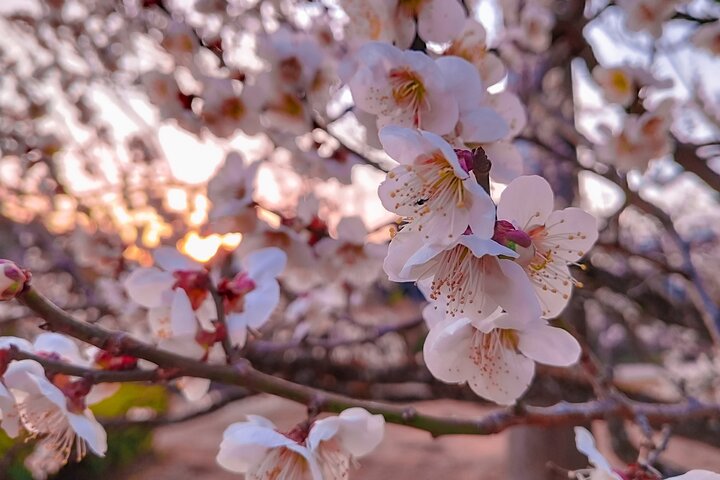 Ibaraki: Kairakuen, One of Japan’s Three Great Gardens