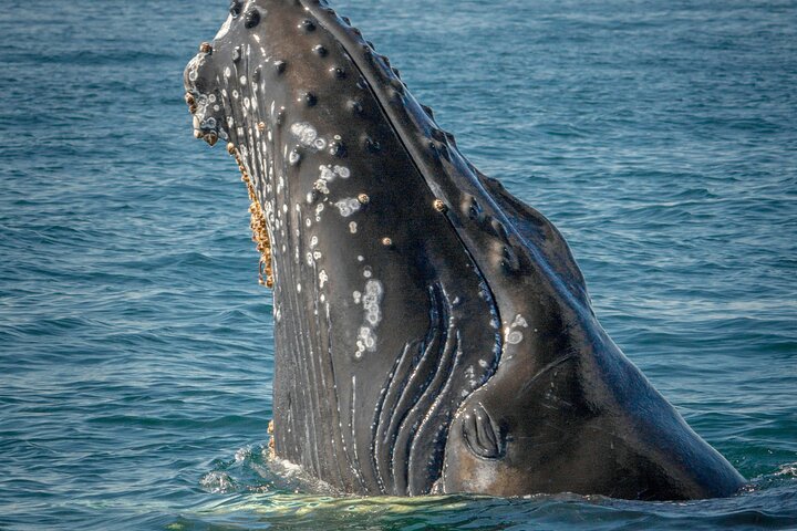 Whale Watching In Samana With Boat Tour