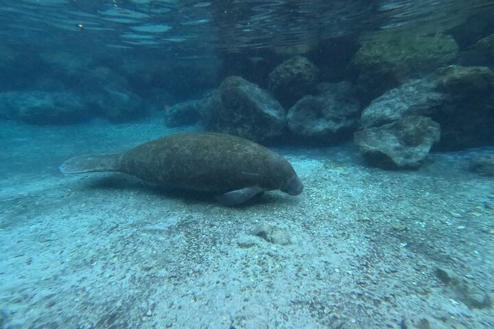 All-inclusive 6-person Manatee Swim Tour with Free Photos