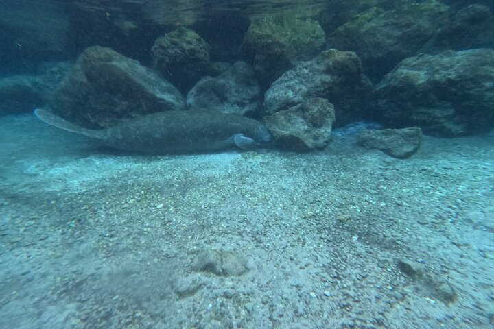 All-inclusive 6-person Manatee Swim Tour with Free Photos