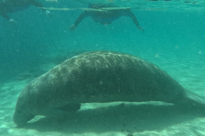 All-inclusive 6-person Manatee Swim Tour with Free Photos