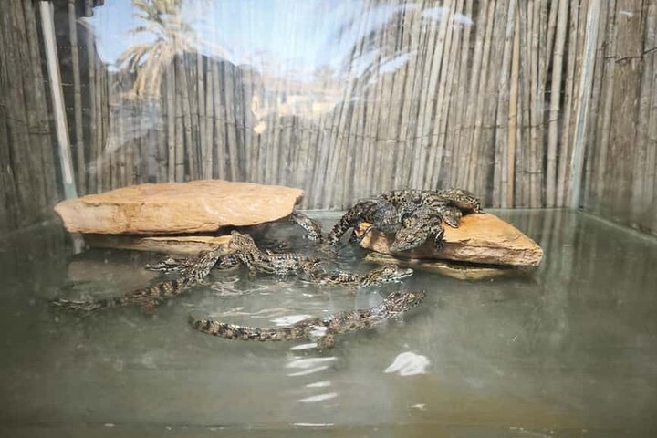 Crocodile Farm and Cultural Museums Experience in Djerba