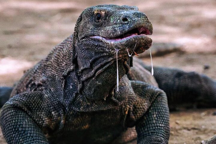Private Speedboat Fullday Komodo Tour